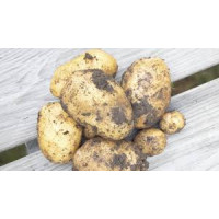 Kartofler NYE Danske, 1 kg