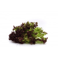 Salat lollo rossa, 8 stk.