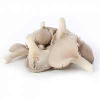 ØKO østershatte, 2 kg