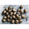 Kartofler m. jord (Nye danske Drivhus) kg