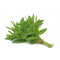 Mynte frisk, 20*150 g