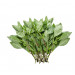 Basilikum Thai frisk, 50 g Greens