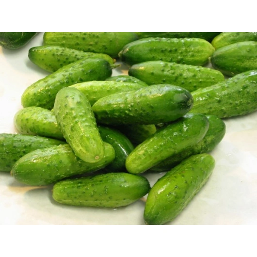 Drue Agurker Friske 6 kg DK i kg Kasser