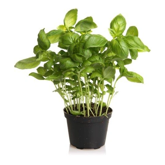 Basilikum, 10*1 pot.