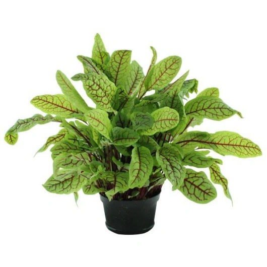 Havesyre Rød ( Engsyre ) 1*10 i potte i ks