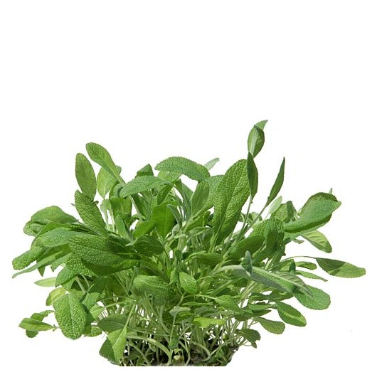 Salvie i potte 10x1 potte