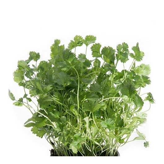 Koriander i potte.