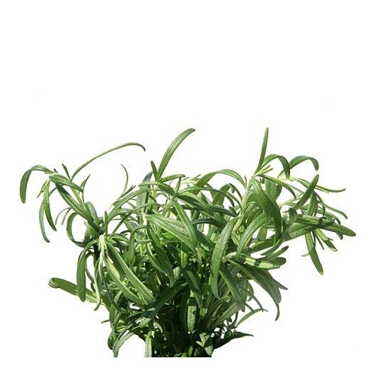 Rosmarin 1*10 i potte i ks