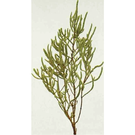 Salturt sø-koral, 200 g