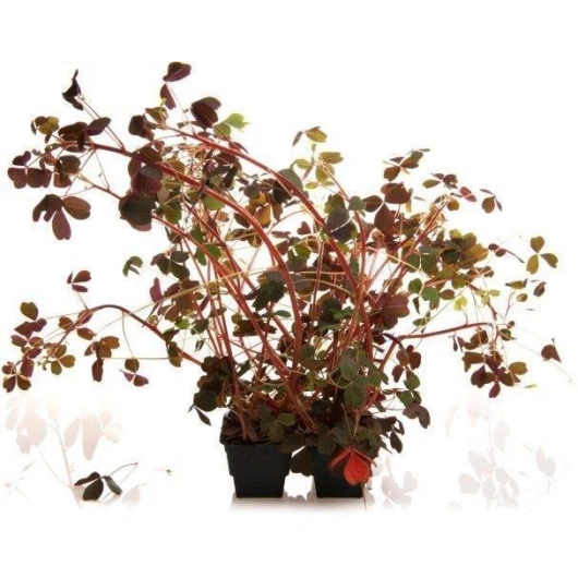 Skovsyre rød, 1*10 pot.