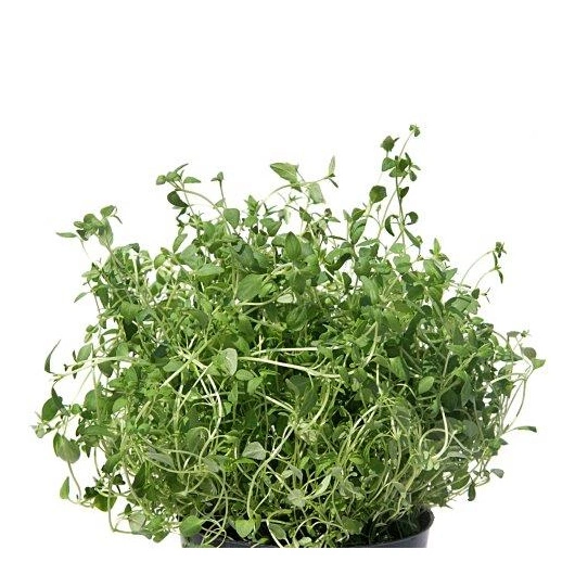 Timian 1*10 i potte i ks