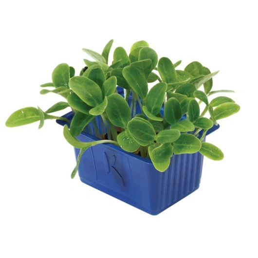 Cress Borage, Kasse