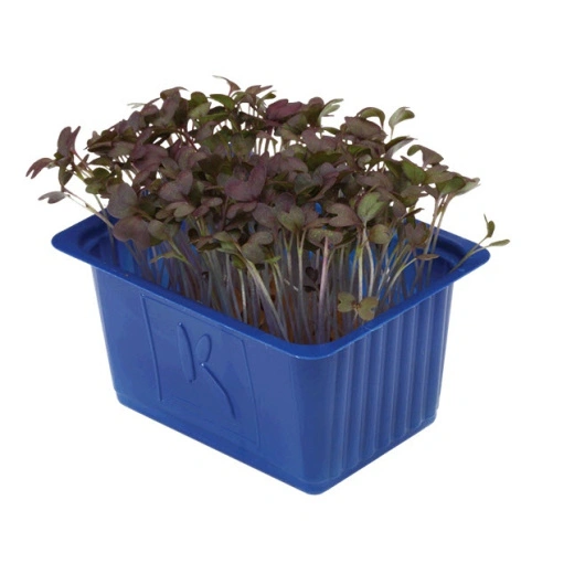 Cress Red Mustard, Kasse