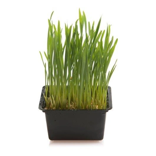 Cress Wheat, Kasse