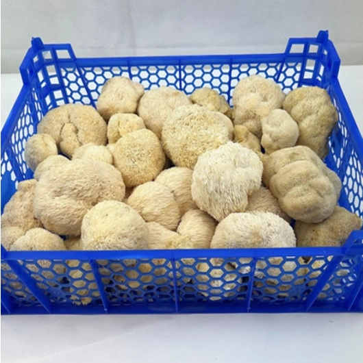 Lions Mane(Pom pom), kg