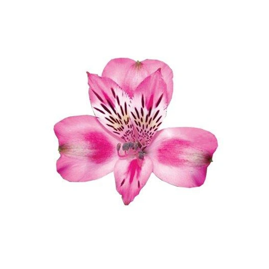 Alstroemeria / INKA liljer Lyserød bundt Bundt