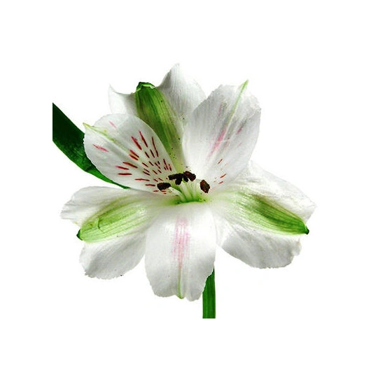 Alstroemeria / INKA liljer hvide bundt Bundt