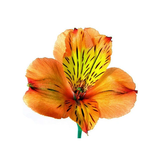 Alstroemeria / INKA liljer orange bundt Bundt