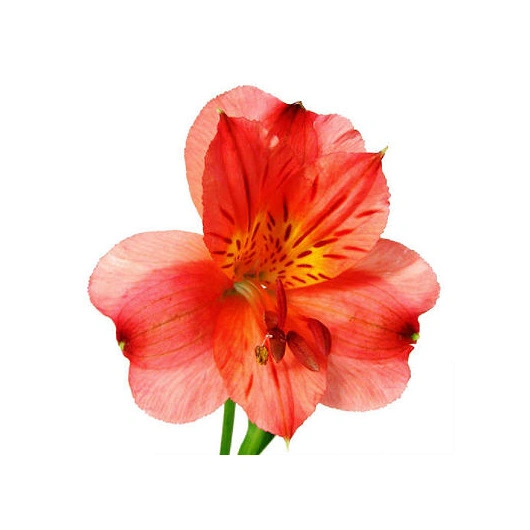 Alstroemeria / INKA liljer røde bundt Bundt