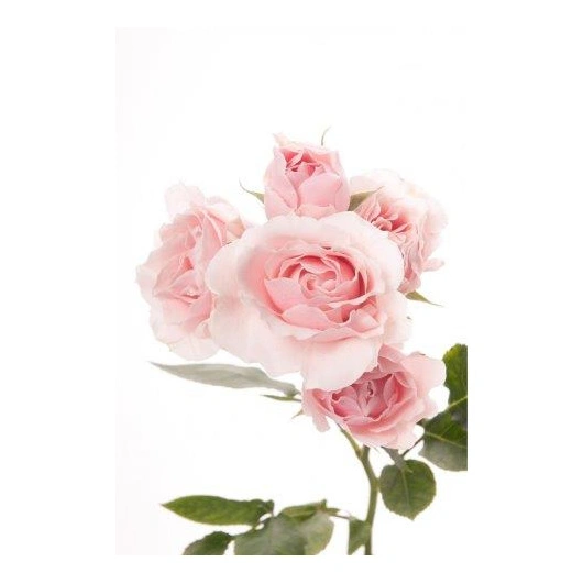 Roser Lyserøde 10stk. pr. bundt. Bundt
