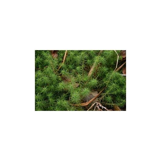 Mos alm. ca. 5 kg pr. ps. Pose