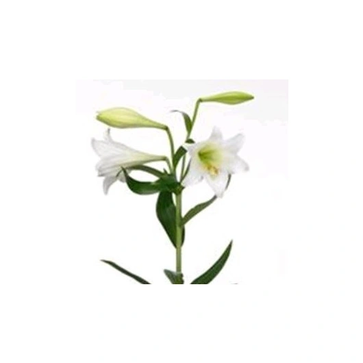 Liljer Longi lange 10stk. pr. bundt. Bundt