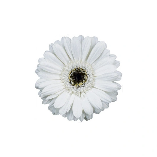 Gerbera Germini  Hvide, 20 stk Bundt