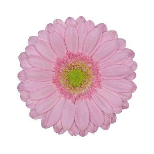 Gerbera Germini  Lyserøde, 20 stk Bundt