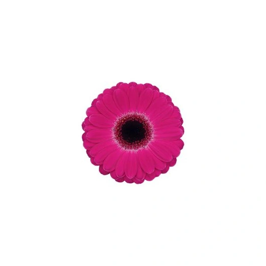 Gerbera Germini  Pink, 20 stk Bundt