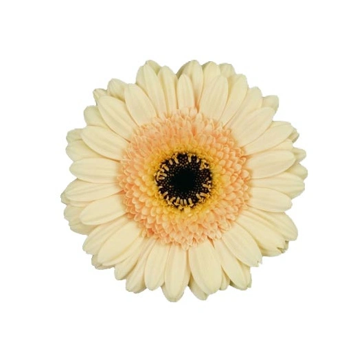 Gerbera Germini  Creme, 20 stk Bundt