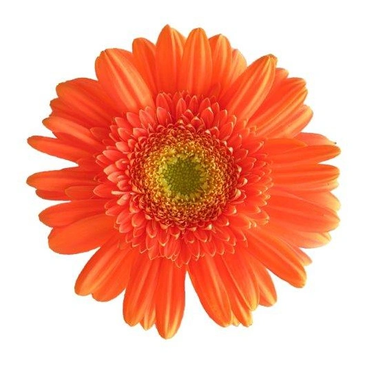 Gerbera Germini  Orange, 20 stk Bundt