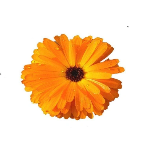 Morgenfrue blomst, 10 stk, Bundt