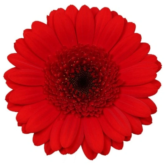 Gerbera Germini  Røde, 20 stk Bundt