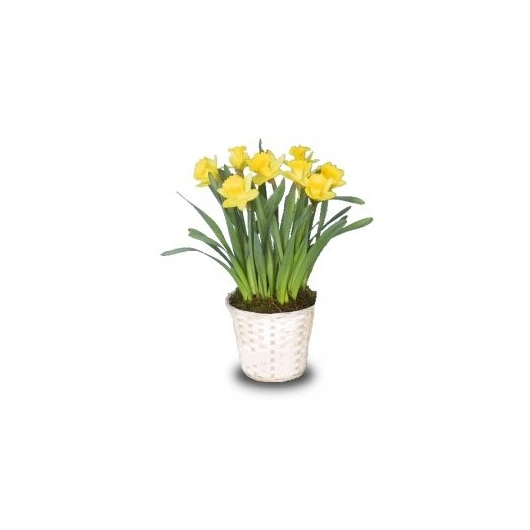 Påske Liljer i potter 12 cm dia  DK