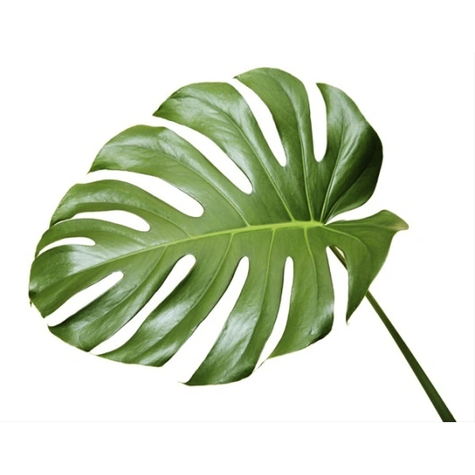 Monstera blade 10stk. pr. bundt. Bundt