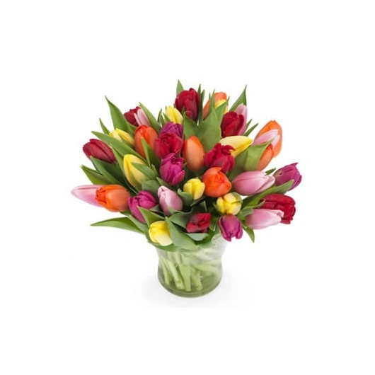 Tulipaner Mix i bundt. Bundt