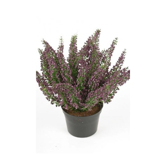 Lyng Lilla i potte 8stk pr. ks. Kasse