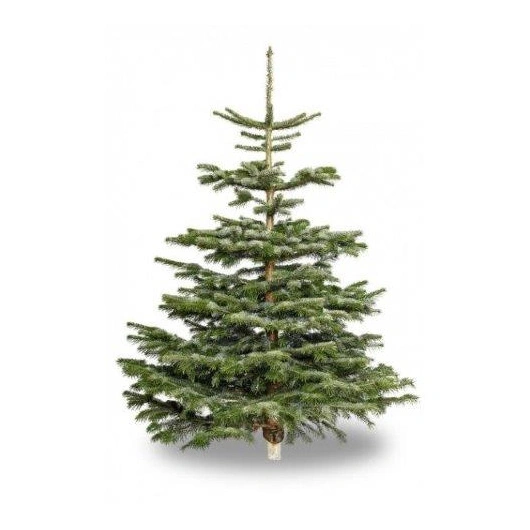 Juletræ Nordmann 175 cm M/ FOD i stk stk.
