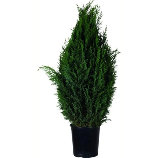 Juletræ mini Ellwoodii, 80-100cm