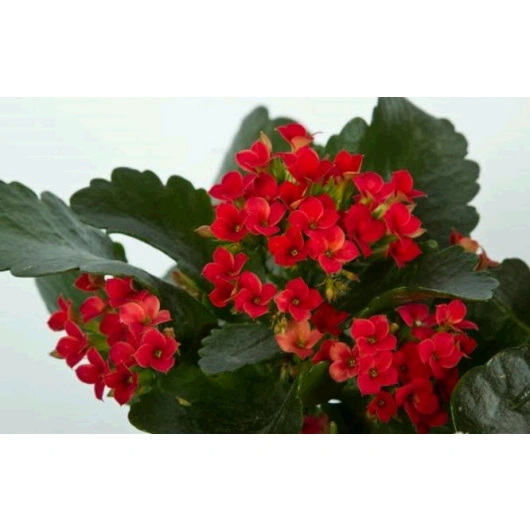 Brændende Kærlighed Røde 10,5 cm 12stk Kasse