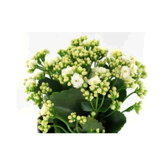 Brændende Kærlighed Hvide 10,5cm 12stk Kasse