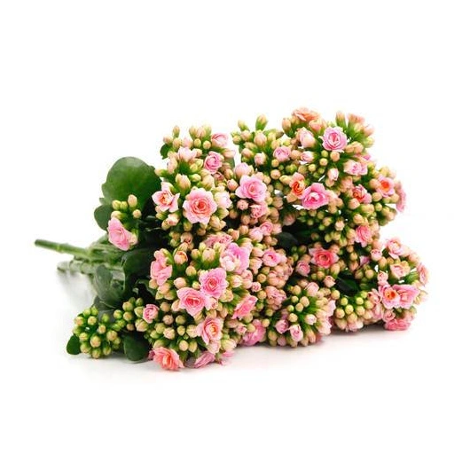 Brændende Kærlighed Lyserøde 10,5 cm 12s Kasse