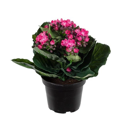 Brændende Kærlighed orange 10,5 cm 12 stk Kasse