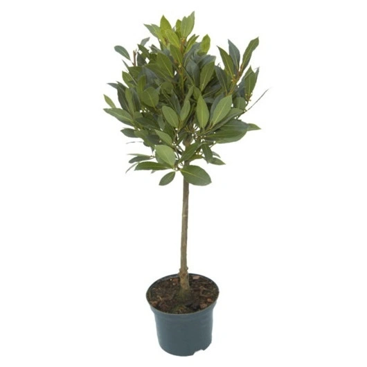 Laurbær træ   RING FOR PRIS Styk