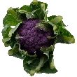 Blomkål lilla, 1 stk.