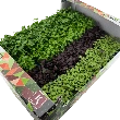Cress Shiso mix, Kasse