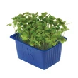 Cress Green Mustard, Kasse