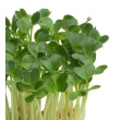 Cress Daikon, Kasse