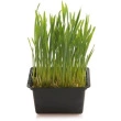 Cress Wheat, Kasse