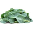 Cress Oyster Leaves (Hestetunge), 2*50 g Greens